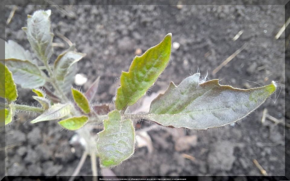 Как помочь томатам справиться с синеватым оттенком после высадки