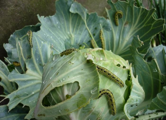 ����������� ������ � �����������: ���� � ��������