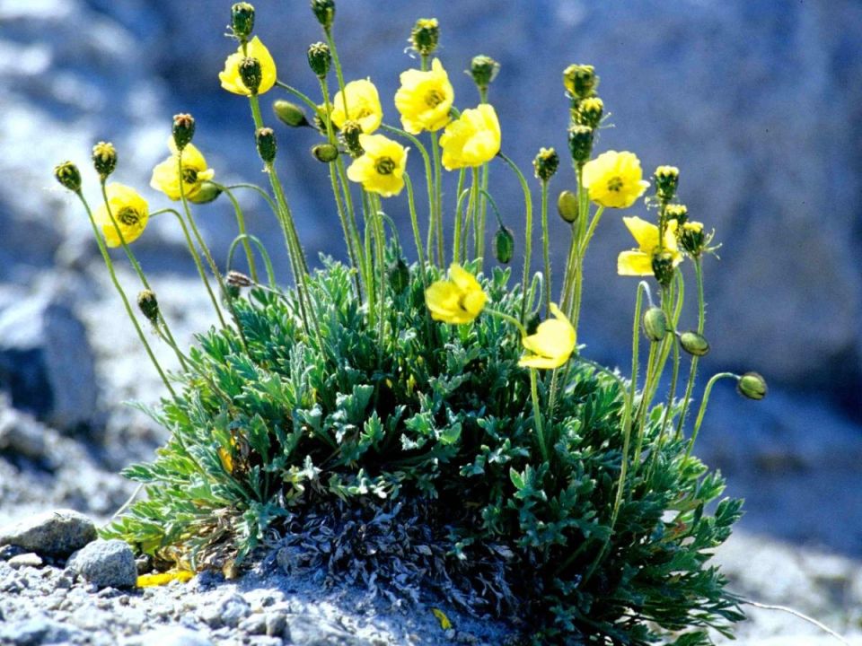 <strong>Как посадка цветов зимой может изменить ваш сад навсегда</strong>