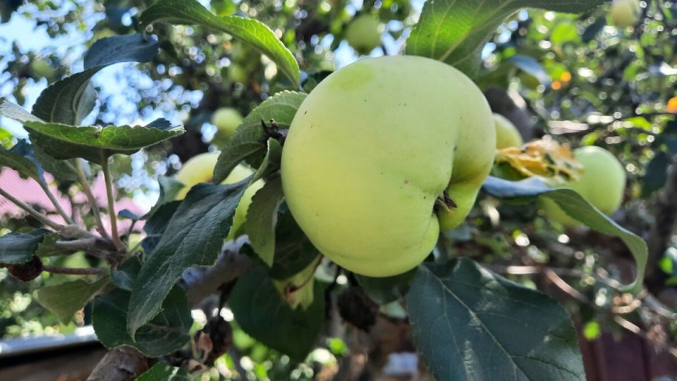 Как я удивила свекровь странным лайфхаком для сада и получила неожиданный результат