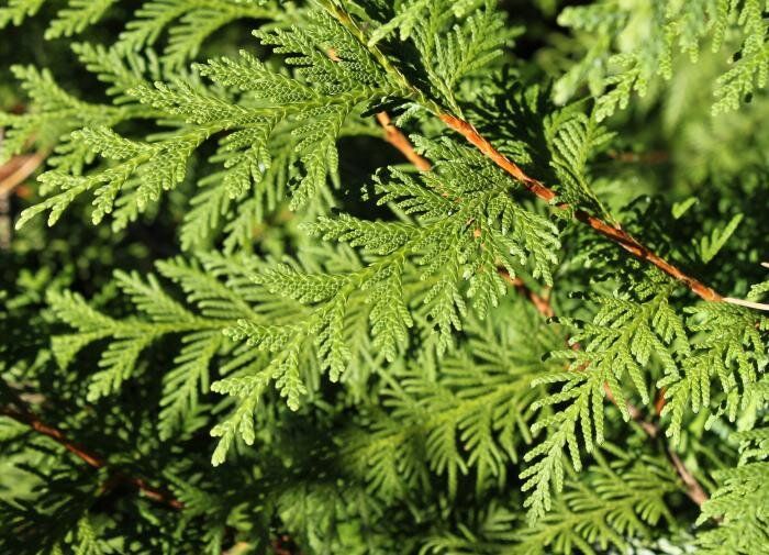 ��� ��������� ��������� �� ����� ������: ��� ������� ������