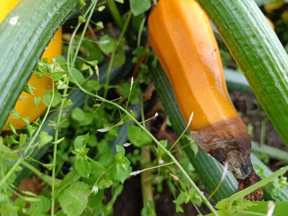 Спасем урожай кабачков: как избежать гниения завязей в дождливую погоду