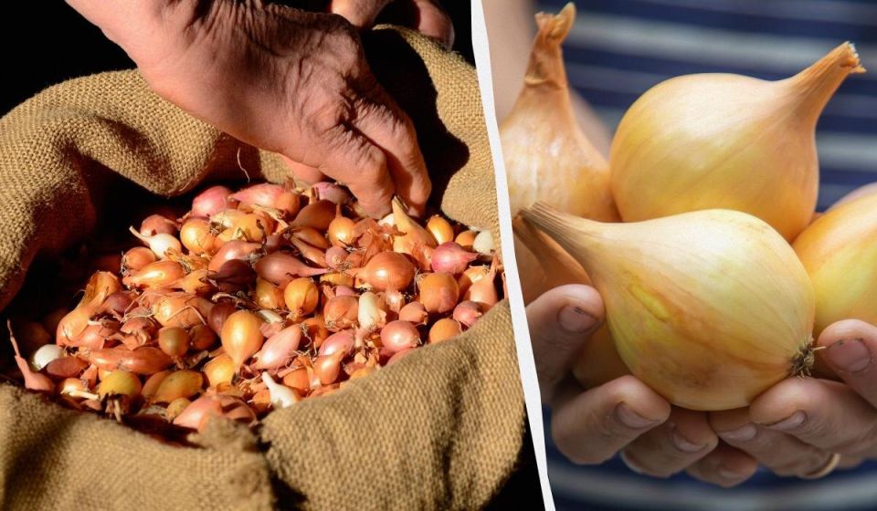 Размер имеет значение: как правильно замочить озимый лук перед посадкой
