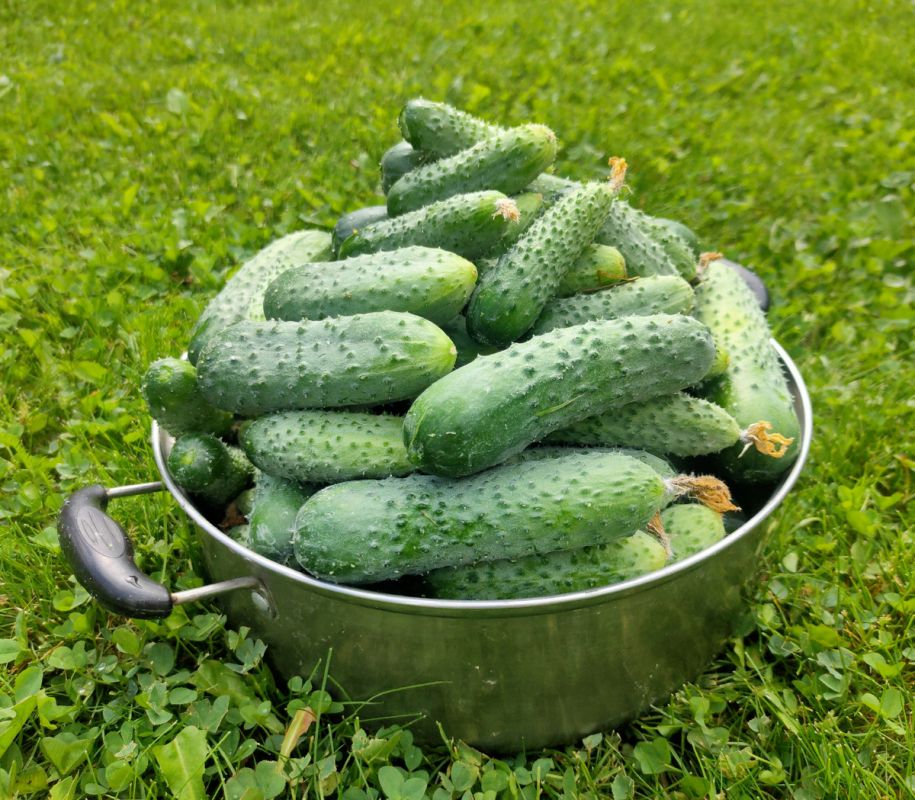 Секреты успеха: какие огурцы и помидоры ждут нас в новом сезоне