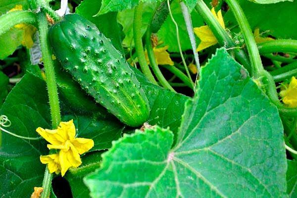 Почему огурец Капелька стал любимцем огородников