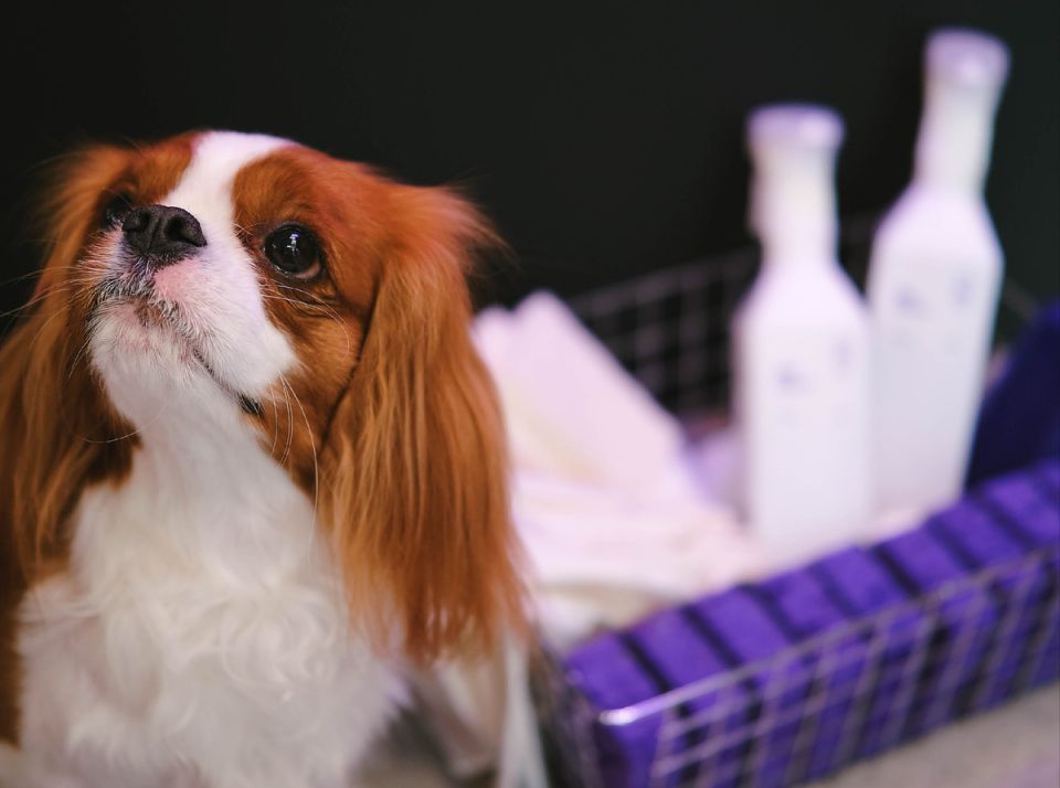 Семейные ценности в сердце DipClean: как забота о доме стала философией бренда