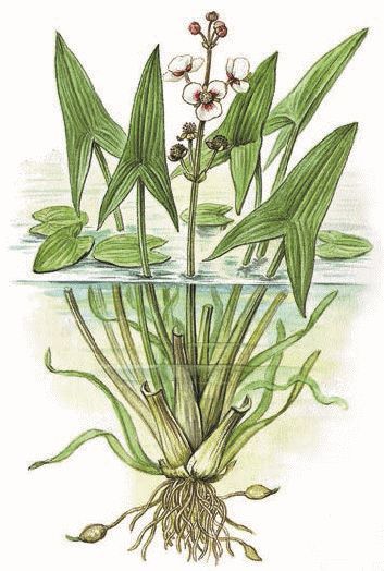 Как горох посевной изменил мир науки о наследственности