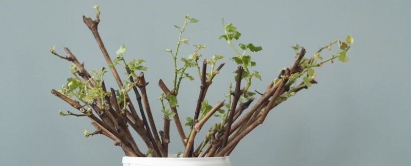 Эффективные советы по сохранению черенков винограда для зимнего хранения