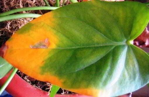 ������� ���������� ������� ��������� � ��� � ���� ��������