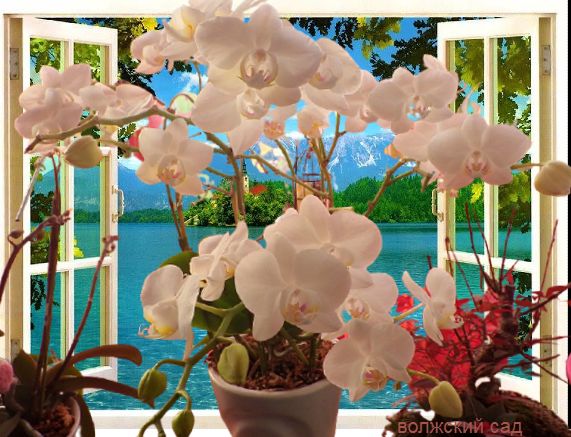 Как ухаживать за орхидеями во время цветения для увеличения цветоносов