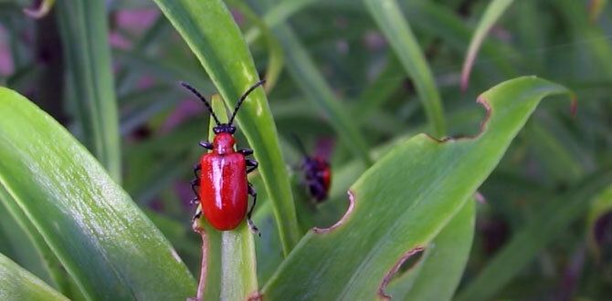 ����������� ������ ������ � �������� ��������� �� ����� ������