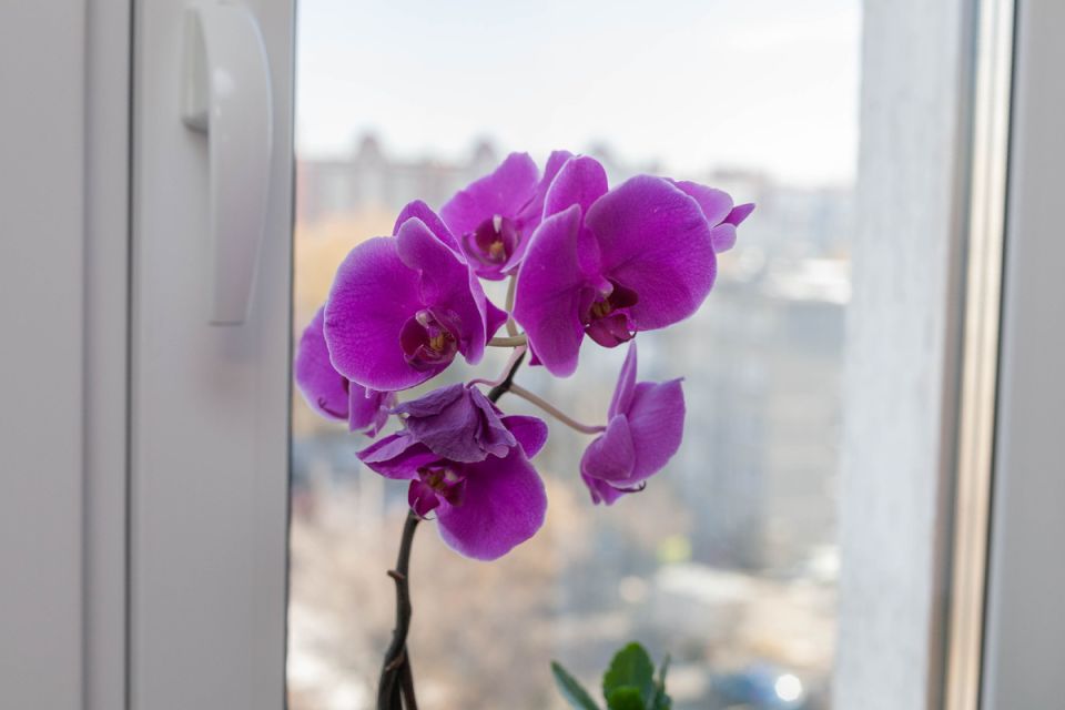 ������� ������� �������� �������