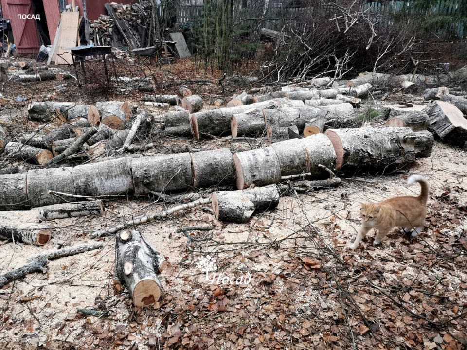 Как просто и эффективно убрать пни с вашего участка без затрат и техники