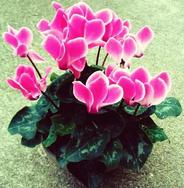 Цикламен: секреты ухода за цветком, чтобы он радовал вас круглый год