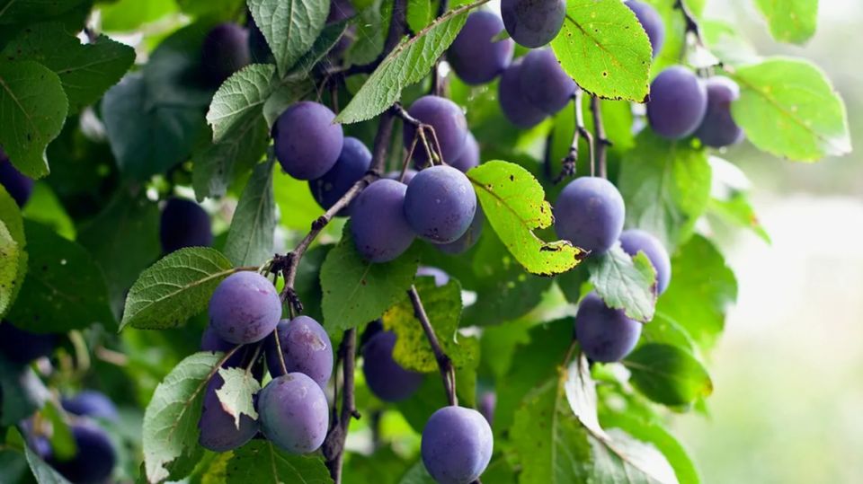 Как добиться богатого урожая слив: секреты успешного садоводства