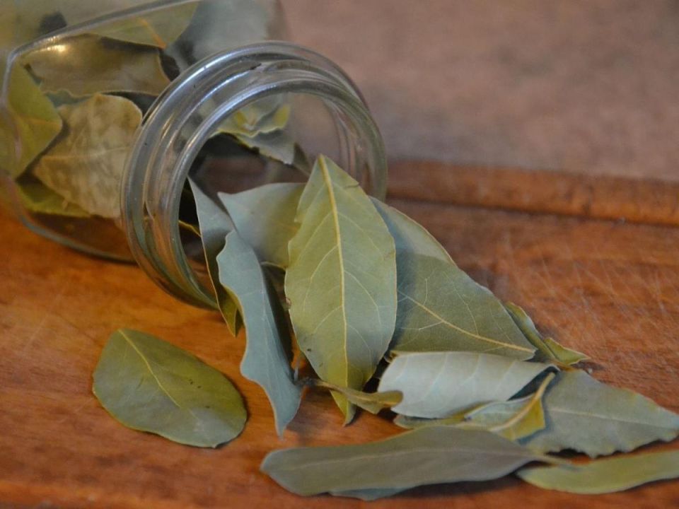 Как сохранить аромат зелени: секреты сушки и заморозки