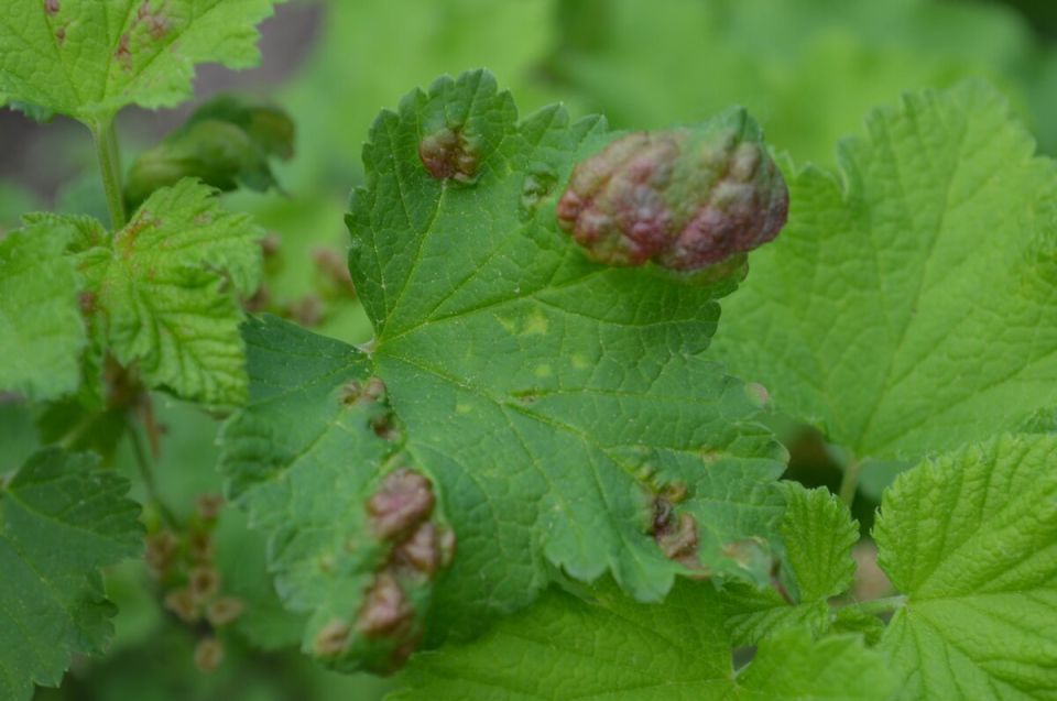 Как защитить смородину от ржавчины: советы и рекомендации