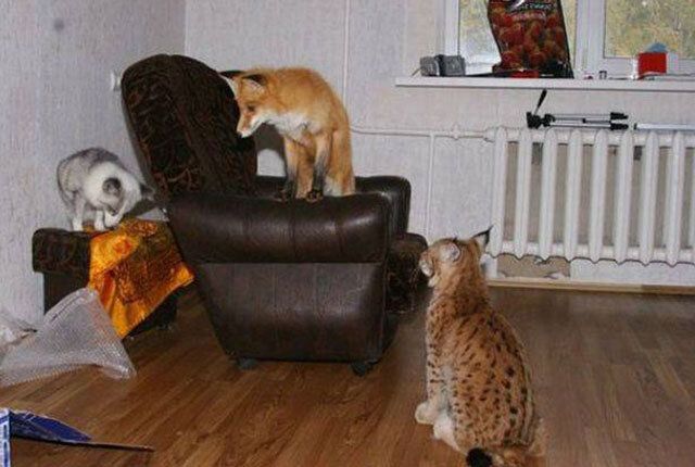 Выбор питомца для небольшого жилья: советы и рекомендации