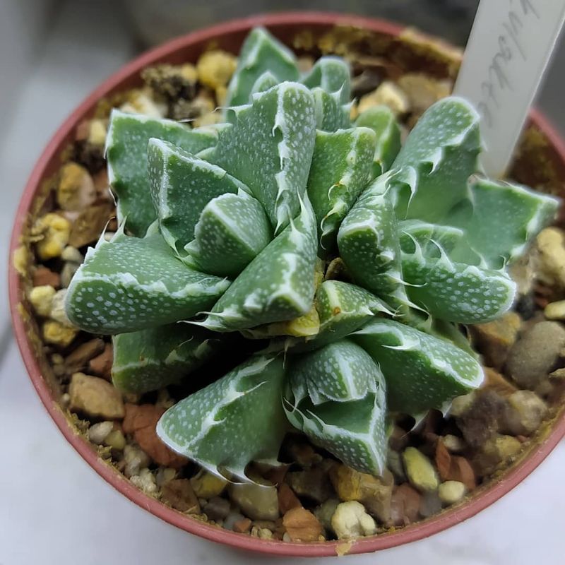 ������ ��������: �������� ��� ���� ����� ������������ �����