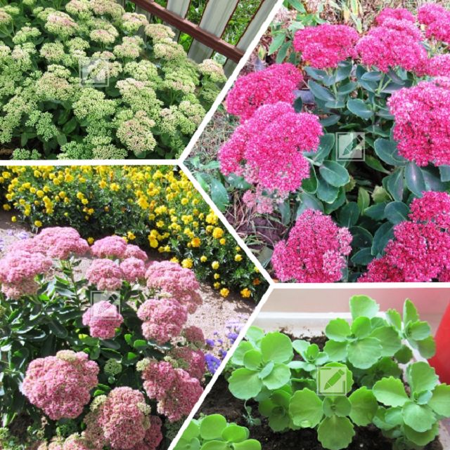 Секреты осеннего размножения очитка: как добиться успеха