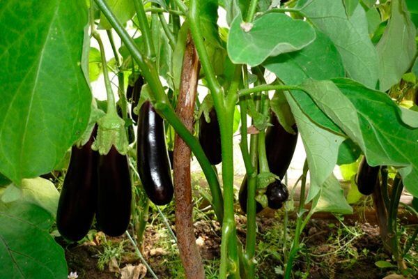 Как вырастить баклажаны: секреты сорта Король рынка