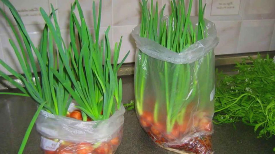 ��� � ������: ��� �������� ������ ������ ��� ����� � ��������